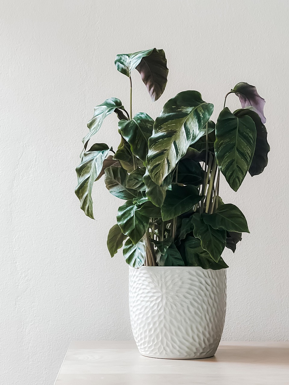 our-story houseplant, potted plant, decor, nature, foliage, plant, houseplant, houseplant, houseplant, potted plant, potted plant, potted plant, potted plant, plant, plant, plant, plant, plant